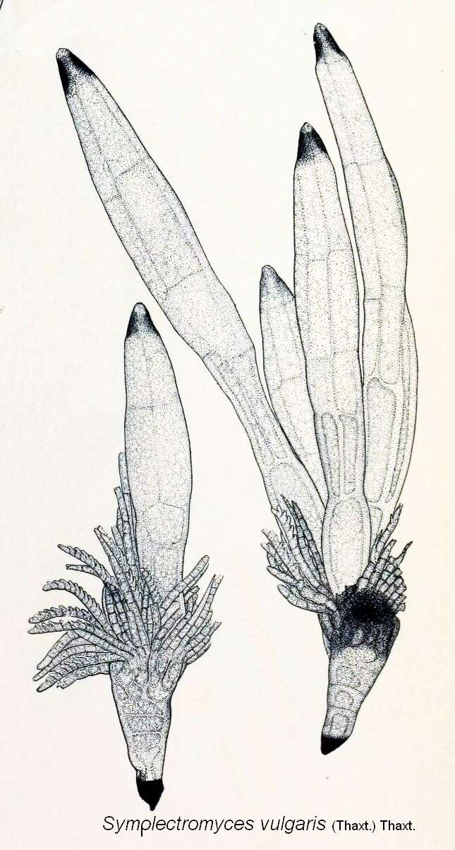 Image of Symplectromyces