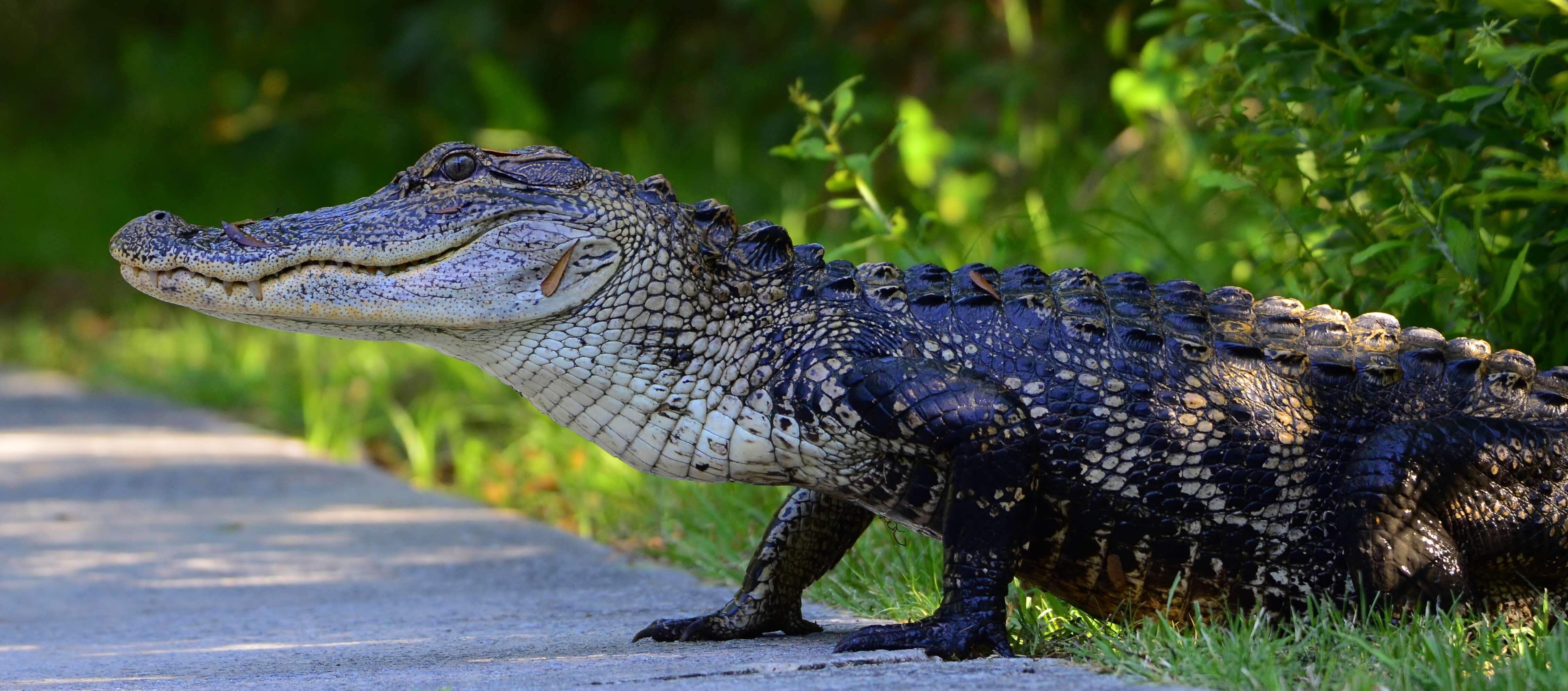 Image of alligators