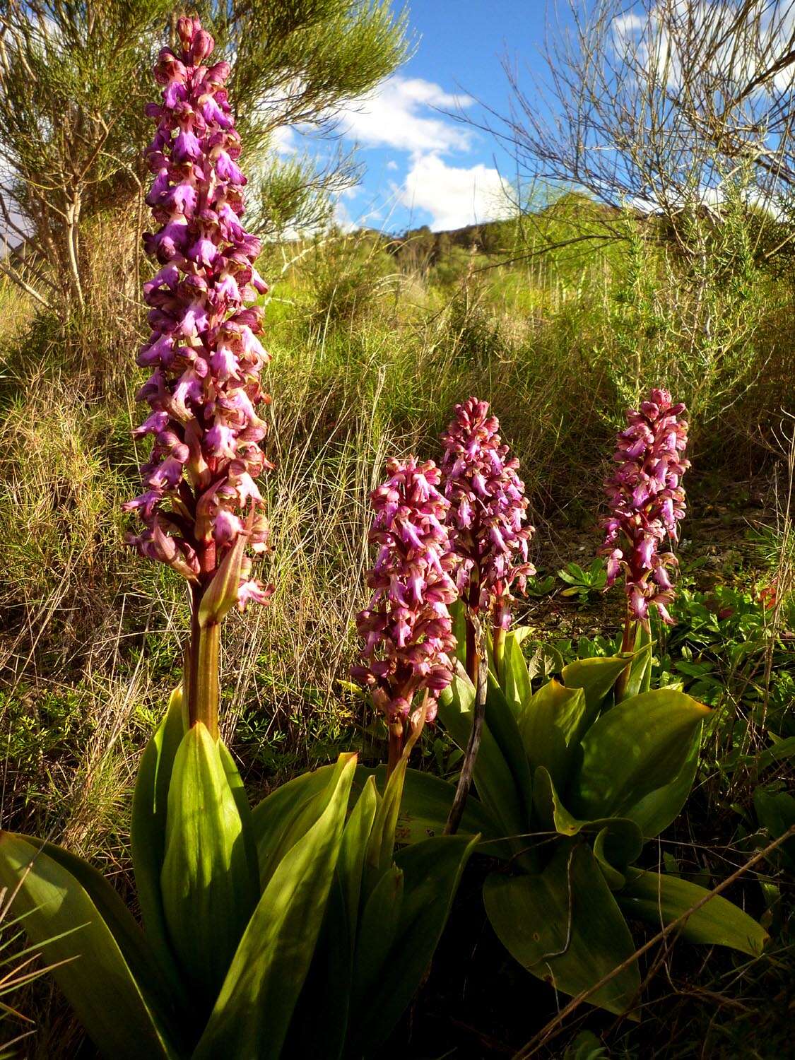 Image of Giant Orchid