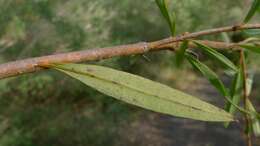 Plancia ëd Logania albiflora (Andrews & Jacks.) Druce