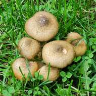 Image of Honey Fungus