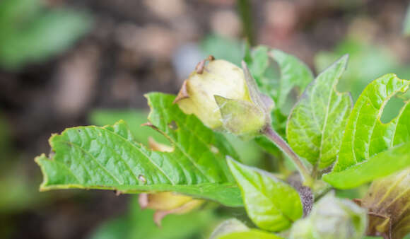 Image of Deadly Nightshade