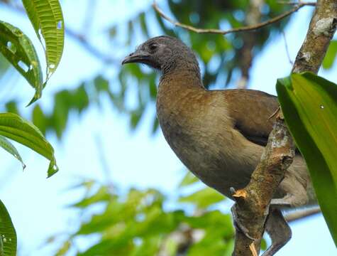 Image of Gray-headed Chachalaca