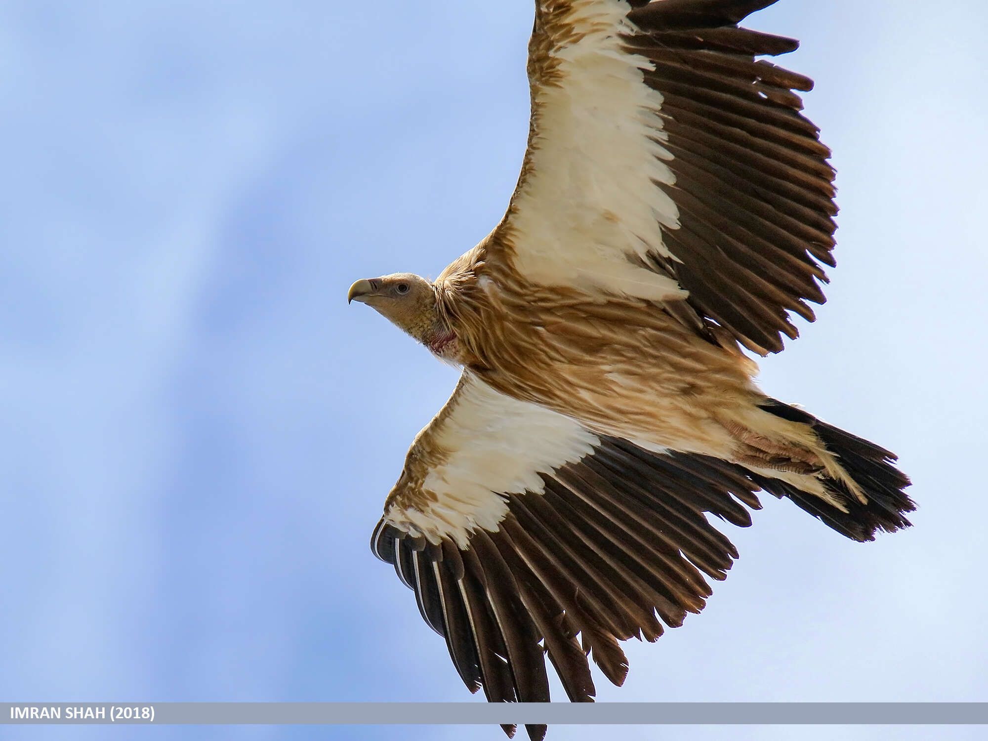 Слика од Gyps himalayensis Hume 1869