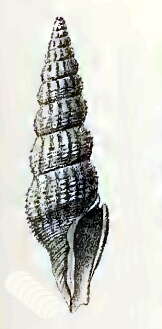 Image of Drillia philotima