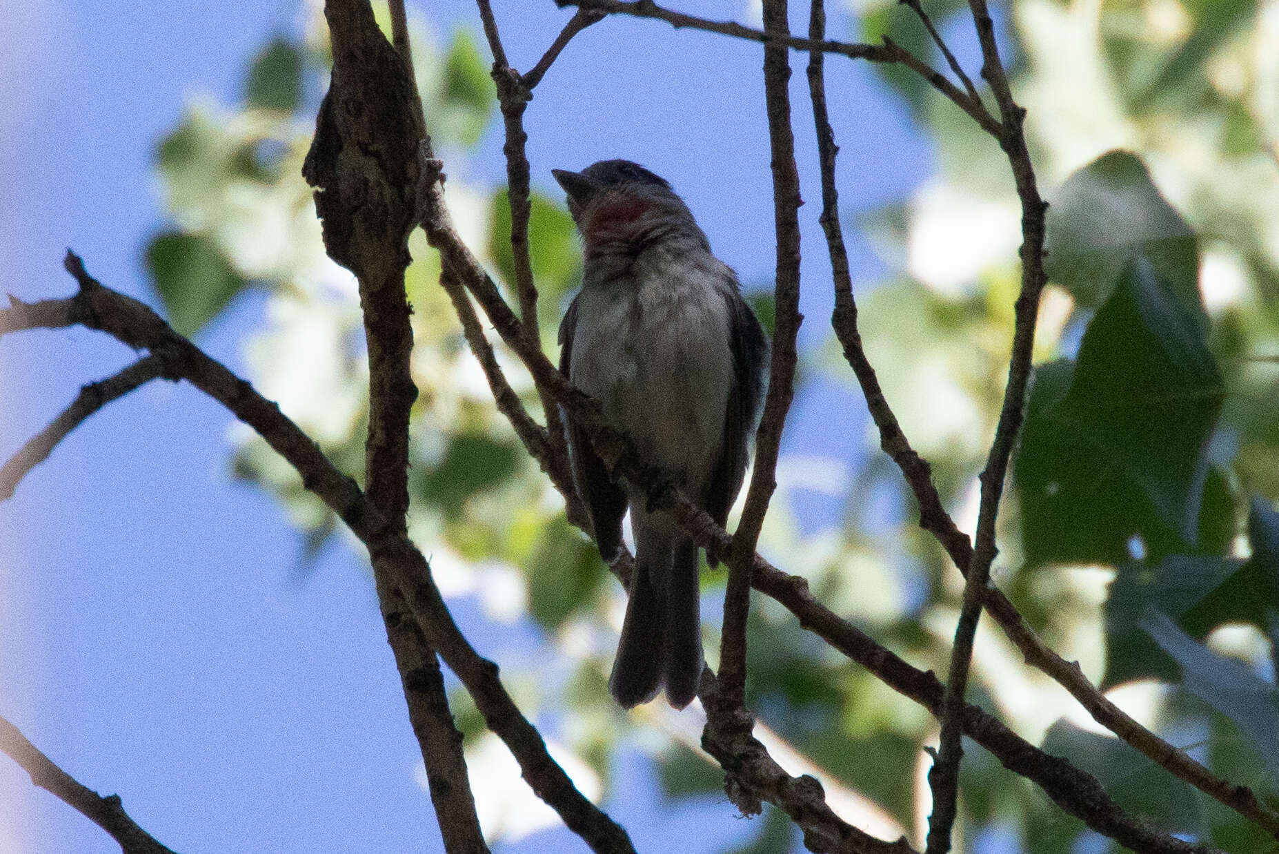 Pachyramphus aglaiae (Lafresnaye 1839) resmi