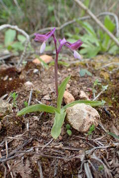 Image of Anacamptis morio subsp. syriaca (E. G. Camus) H. Kretzschmar, Eccarius & H. Dietr.