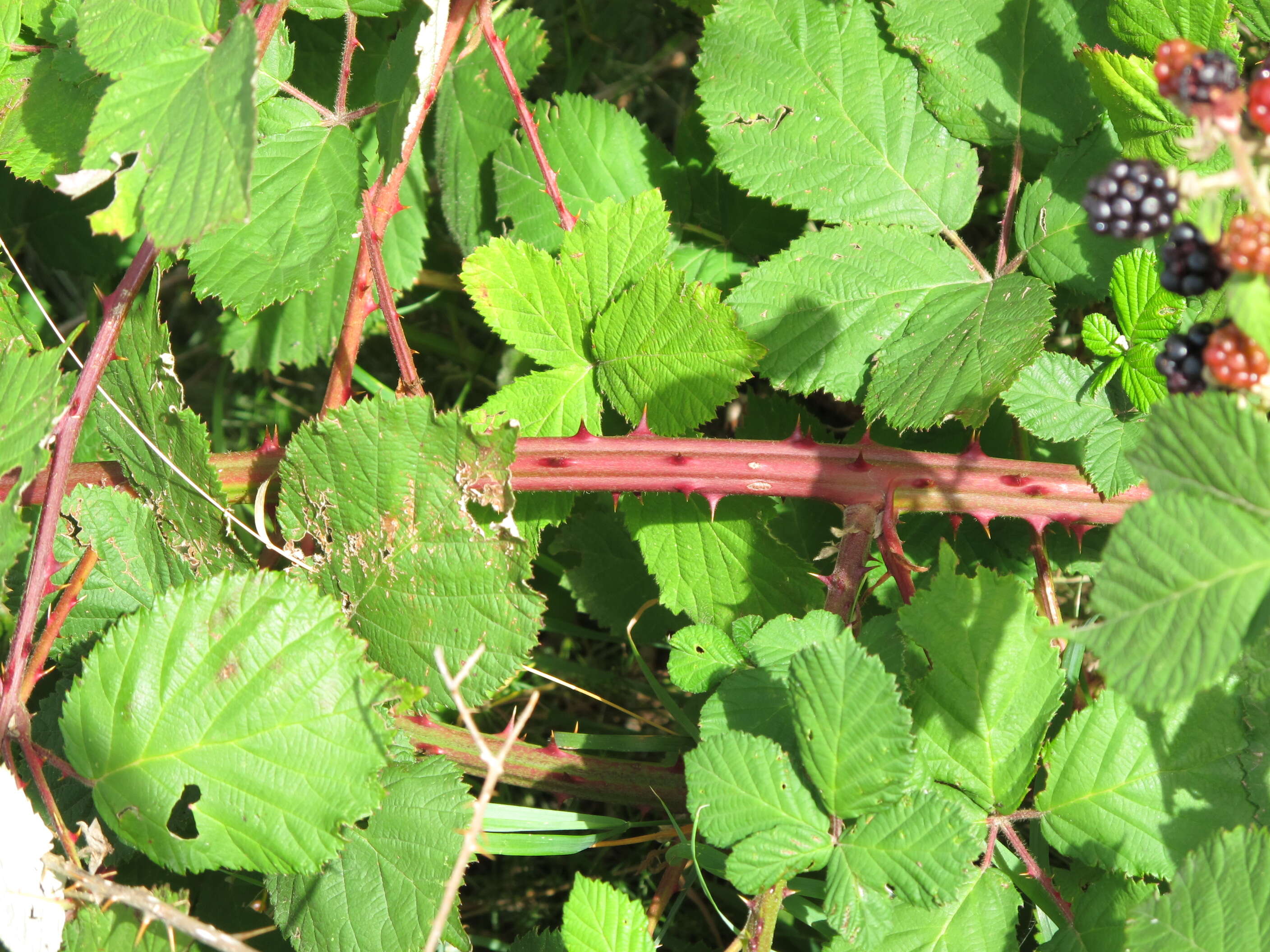 Image of Himalayan blackberry