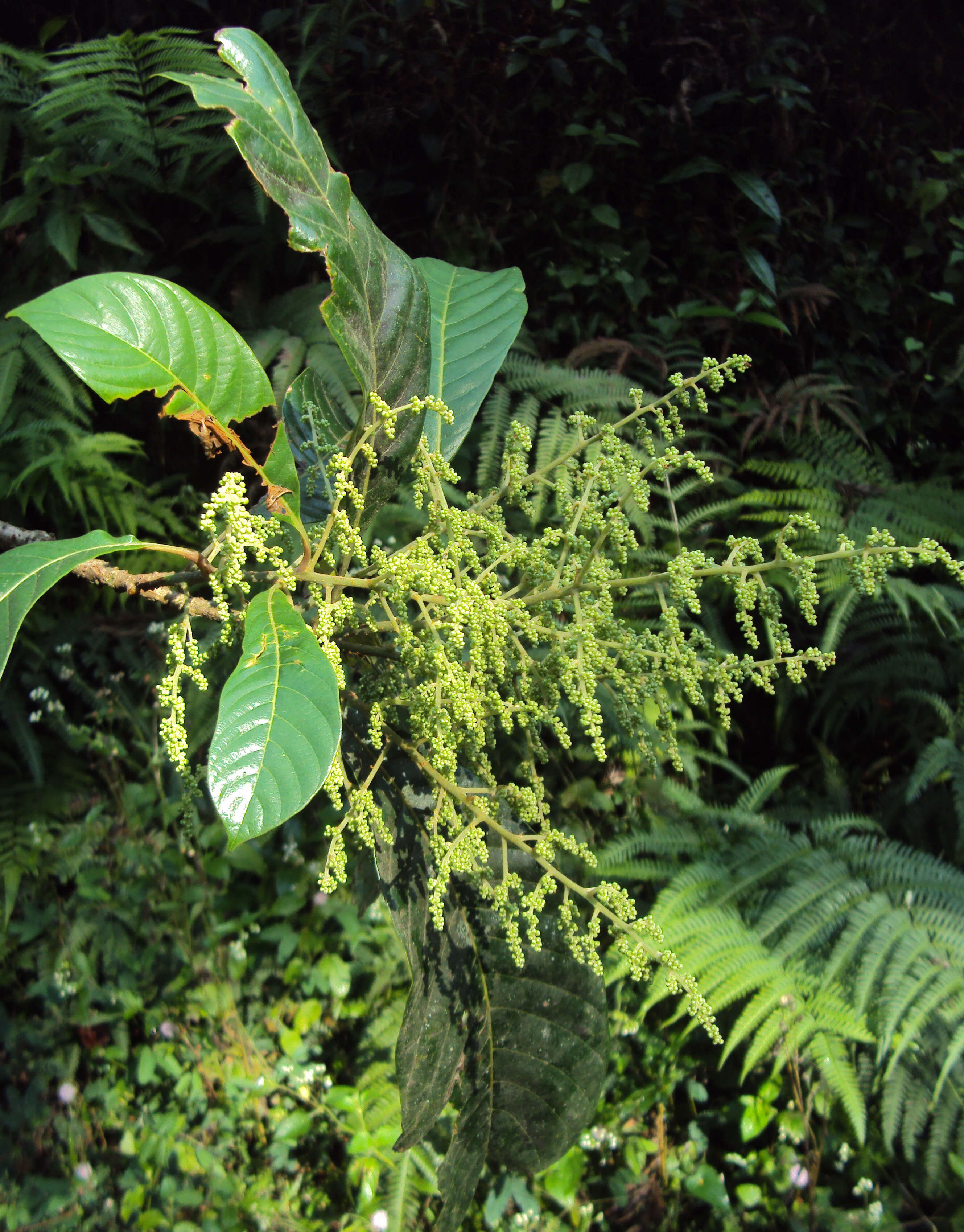 Image of Meliosma simplicifolia (Roxb.) Walp.