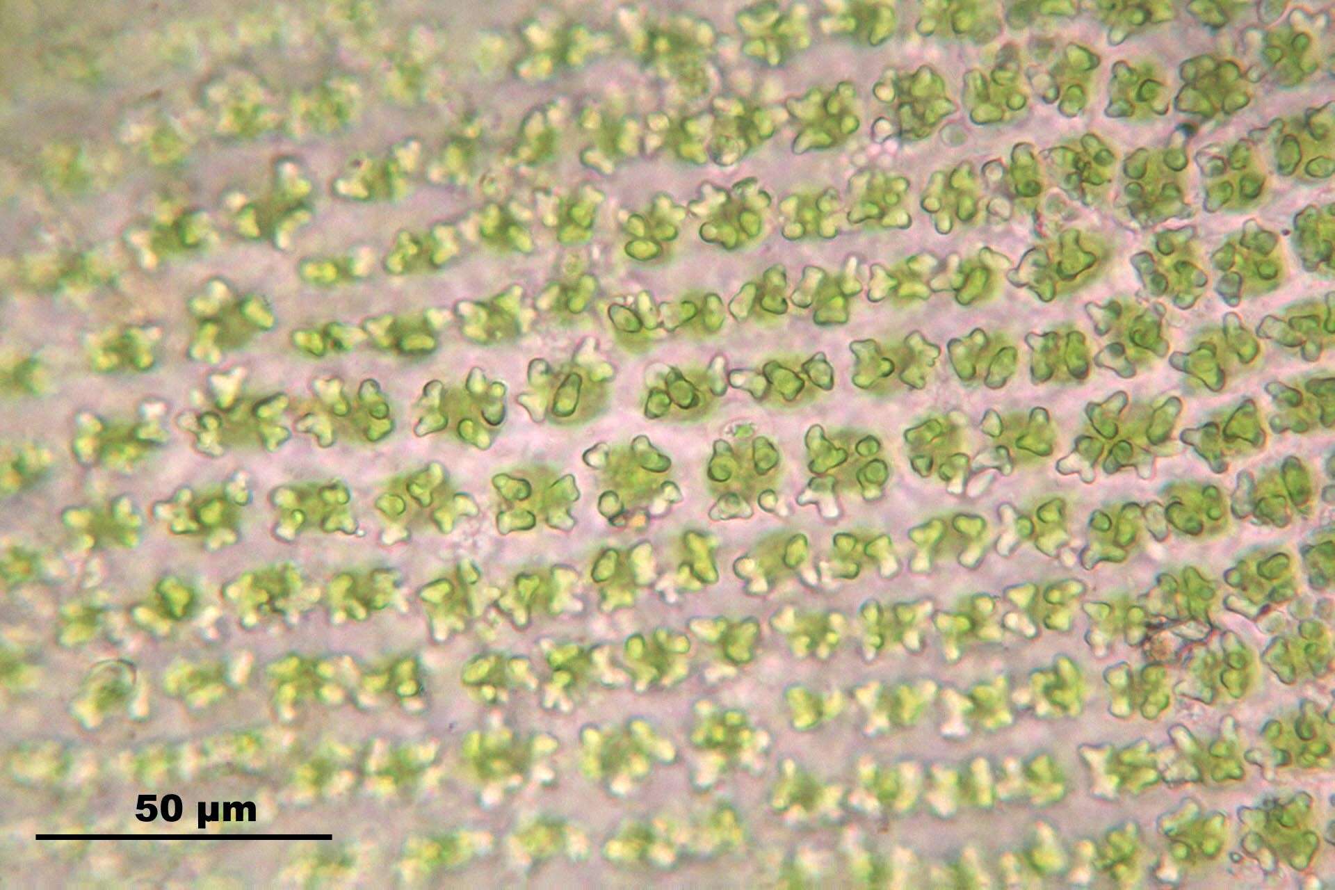 Image of Ciliate Hedwigia Moss