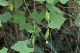 Image of ivy gourd
