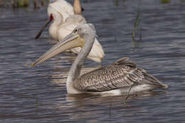 Image of Pink-backed Pelican