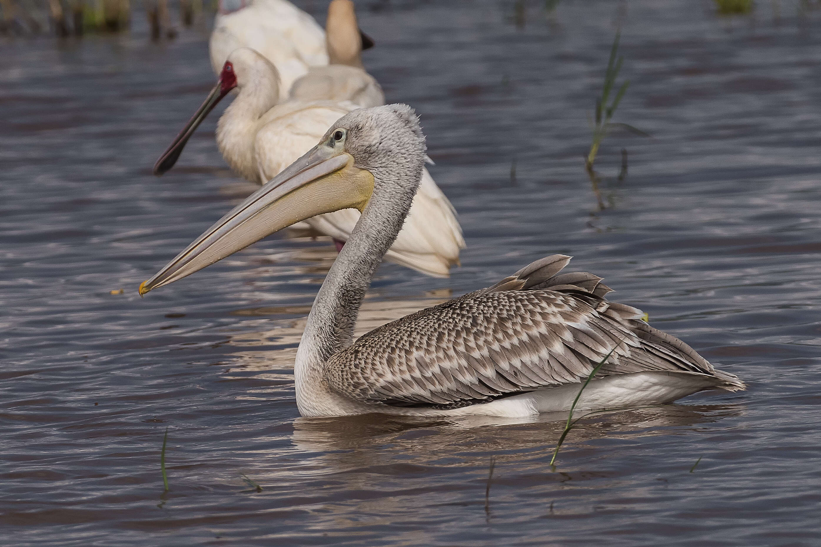 Image of Pink-backed Pelican