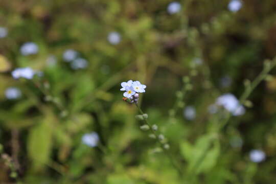 Image of Azores forget-me-not