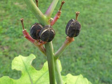 Imagem de Jatropha podagrica Hook.