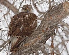 Image of Ferruginous Hawk