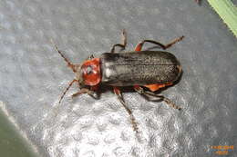 Image of Cantharis rustica