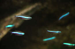 Image of green neon tetra