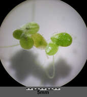 Image of turion duckweed