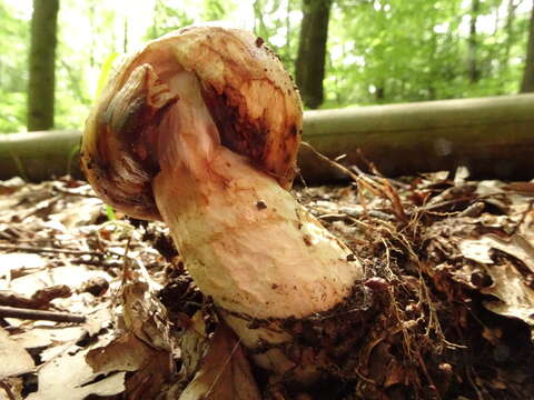 Image of soap tricholoma