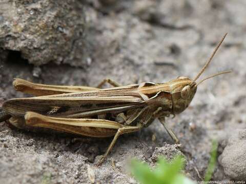 Image of Chorthippus (Glyptobothrus) bornhalmi Harz 1971