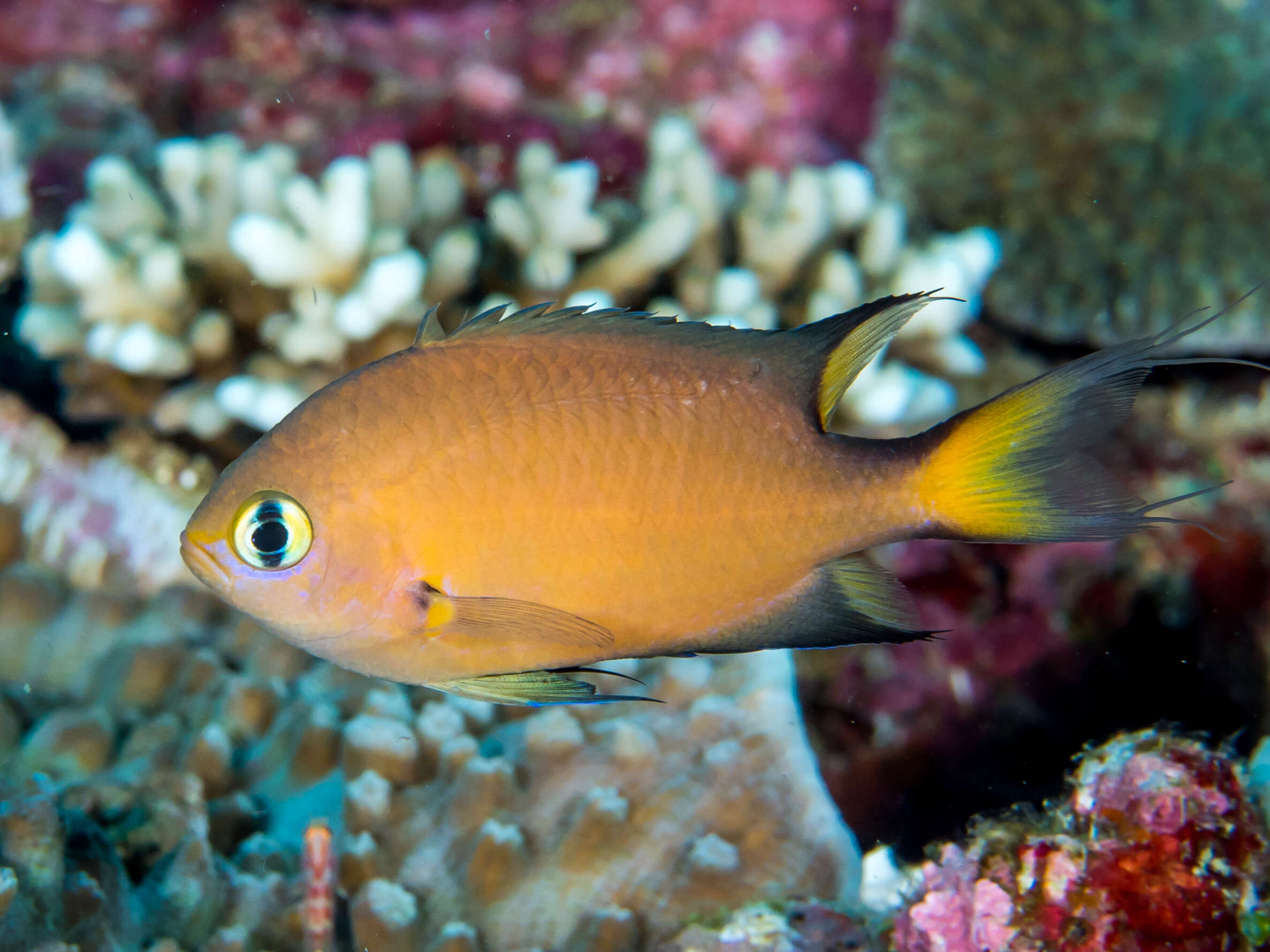 Image of Dark-fin Chromis