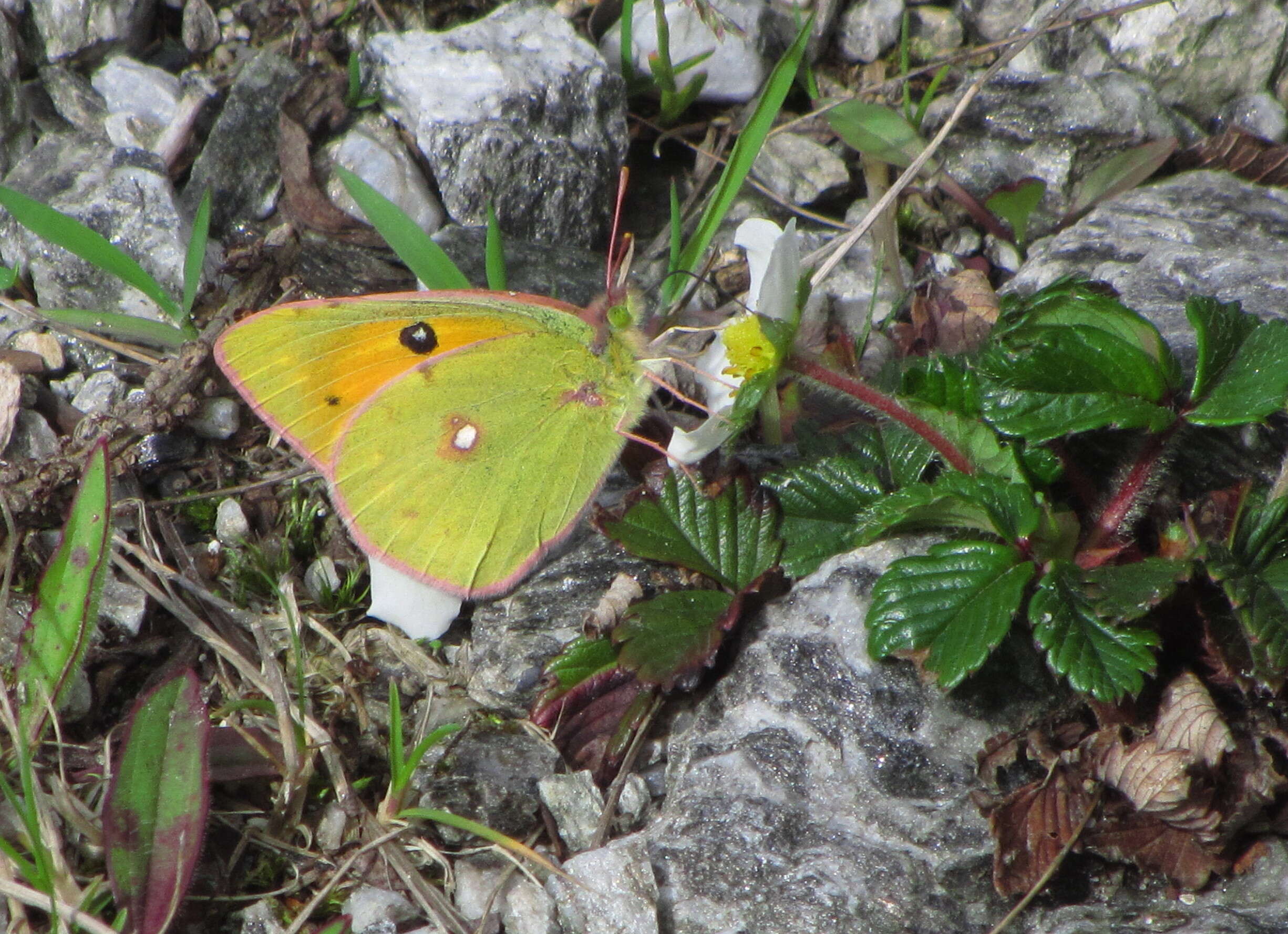 Image of Colias fieldii Ménétriès 1855