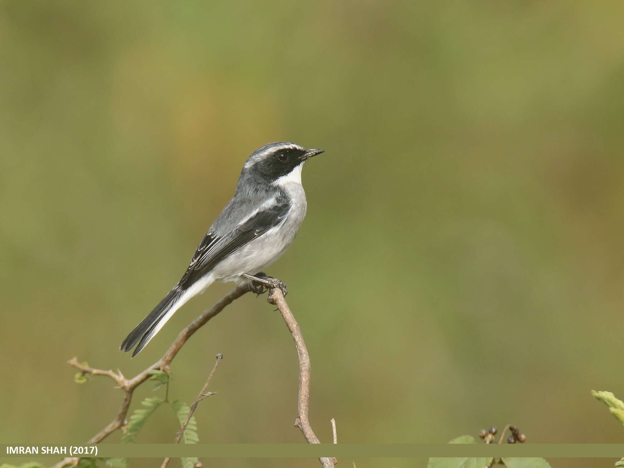 Image of Grey Bush Chat