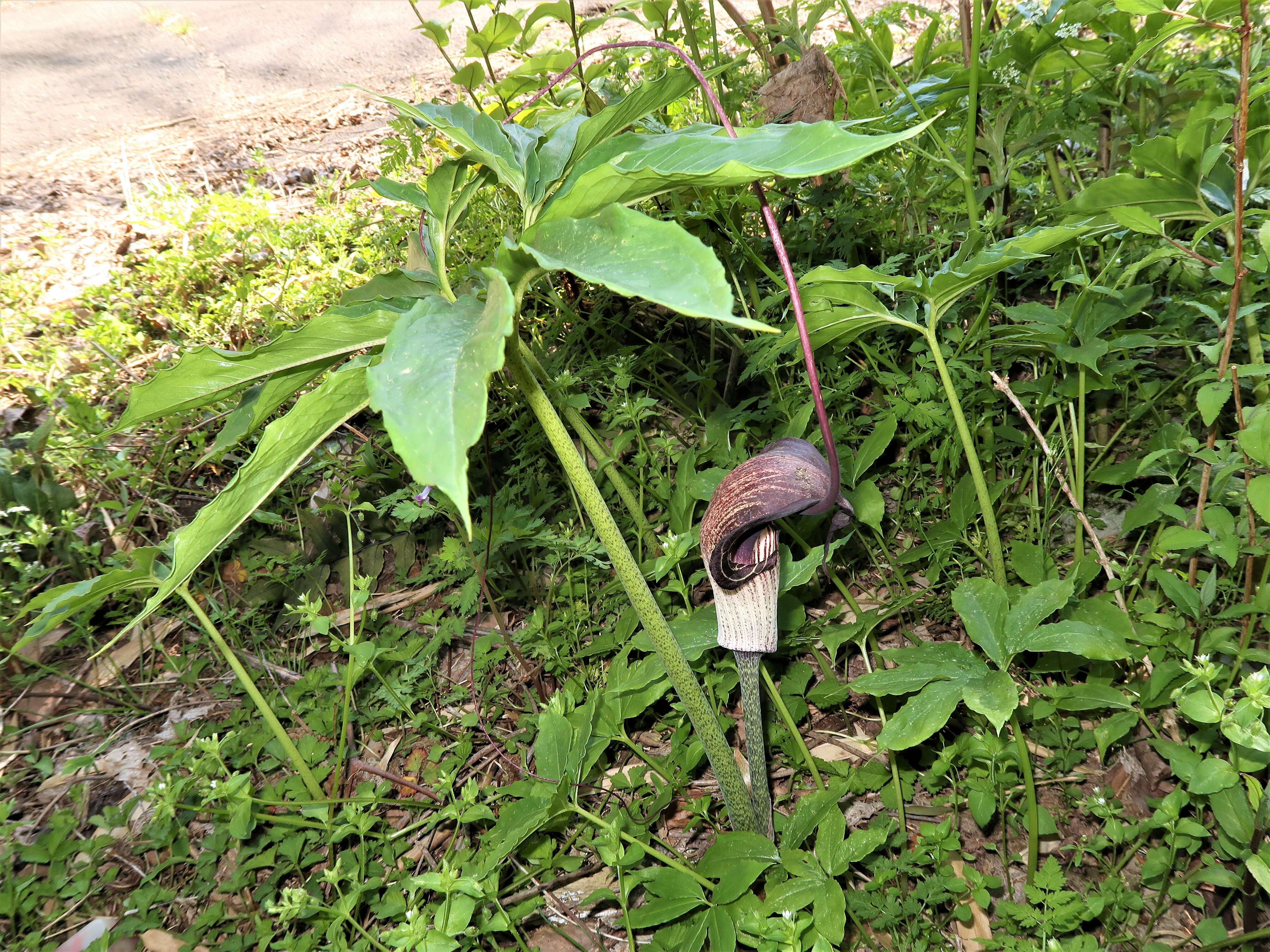 Image of Arisaema thunbergii subsp. urashima (H. Hara) H. Ohashi & J. Murata