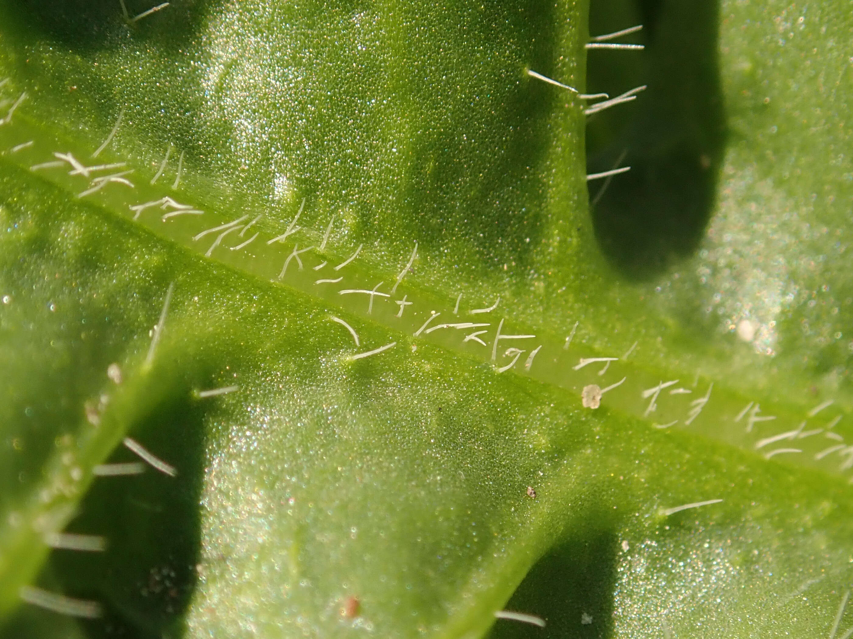 Imagem de Limonium sinuatum (L.) Miller