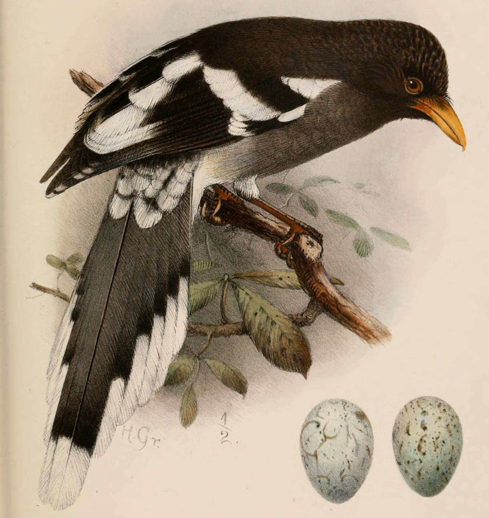 Image of White-winged Magpie