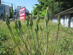 Image of yellow salsify