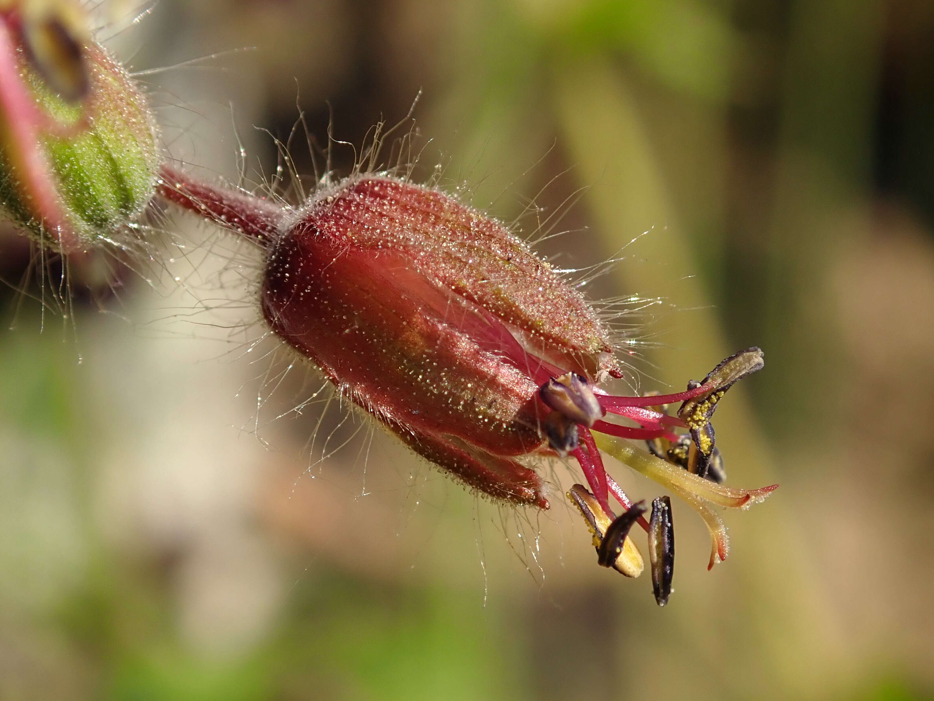 Image of black widow