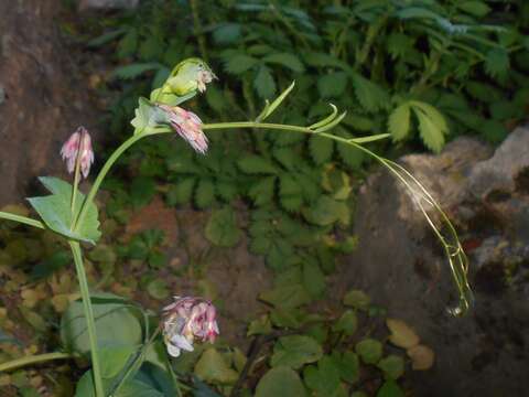 Image of Lathyrus pisiformis L.