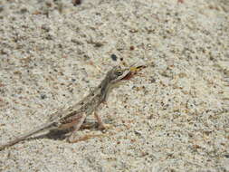 Image of palm leaf fan-throated lizard