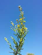 Image of Strong-smelling Inula