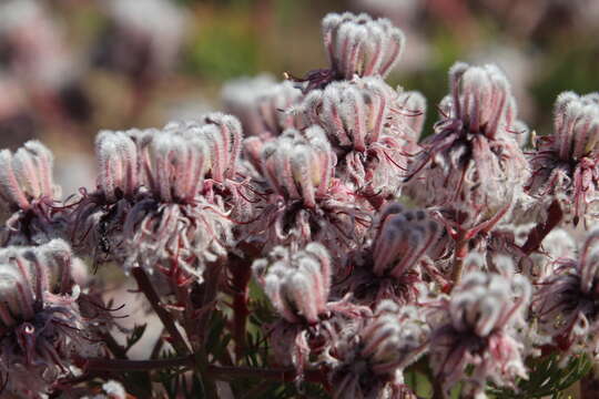 Image of marshmallow spiderhead