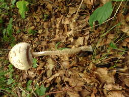 Image of Macrolepiota procera (Scop.) Singer 1948