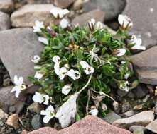 Plancia ëd Arenaria pseudofrigida (Ostenfeld & Dahl) Schischkin & Knorring