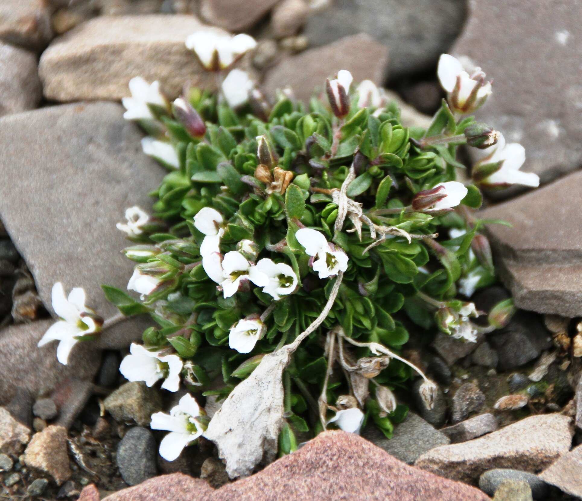 Plancia ëd Arenaria pseudofrigida (Ostenfeld & Dahl) Schischkin & Knorring