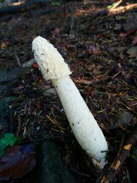 Image of Stinkhorn