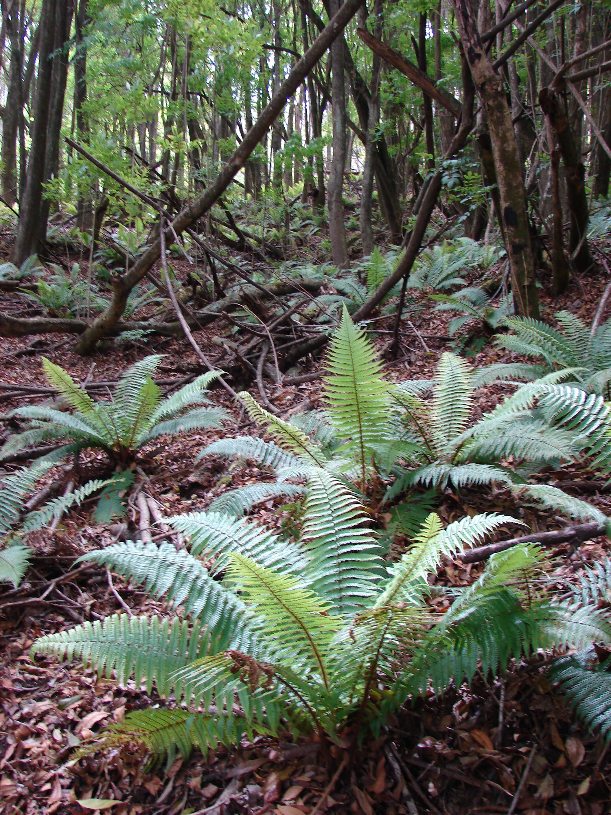 Sivun Dryopteris wallichiana (Spreng.) Hyl. kuva