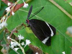 Image of Pidorus glaucopis Drury 1773