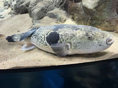 Image of Japanese Pufferfish