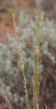 Image of bristleleaf lovegrass