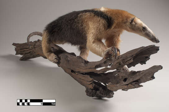 Image of Southern Tamandua