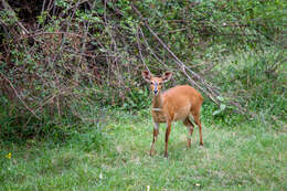 Image of Bushbuck