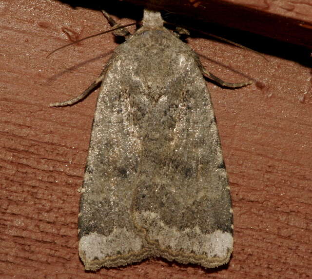 Image of Abagrotis variata Grote 1876