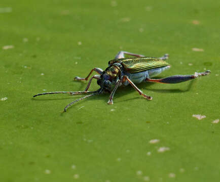 Image of Plateumaris sericea