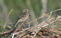 Image of Red-throated Pipit